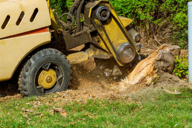 Lawn Maintenance Plans in Georgetown, TX