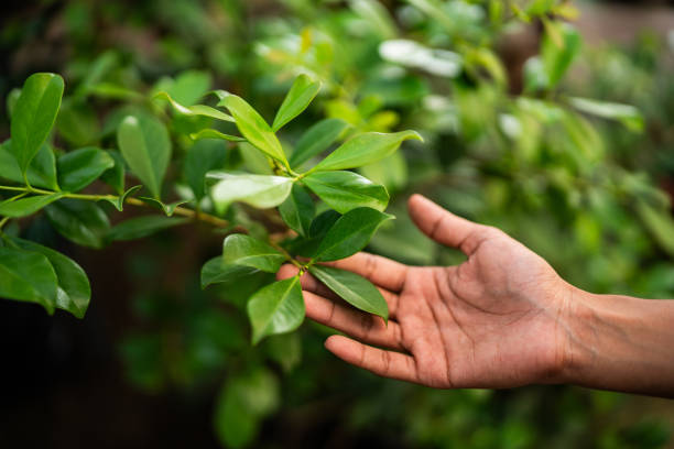 How Our Tree Care Process Works  in  Georgetown, TX