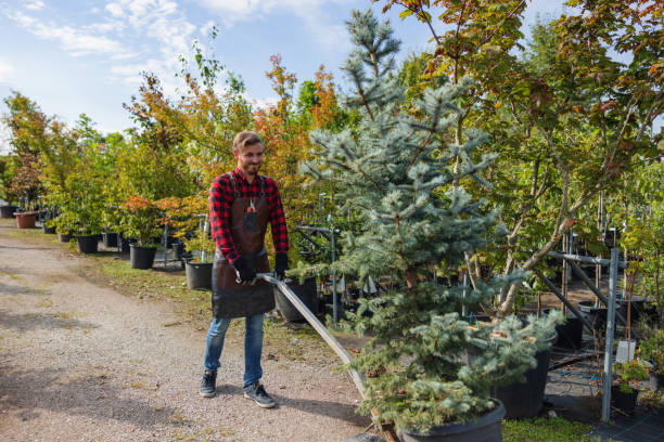 Best Emergency Tree Removal  in Georgetown, TX